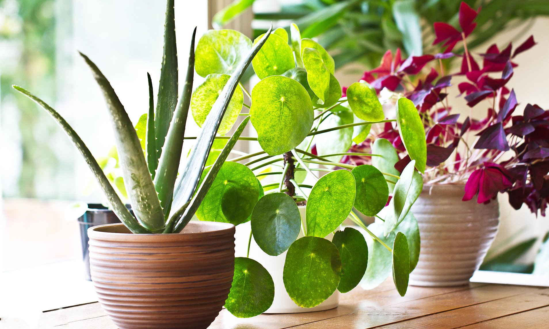 Seven health-boosting house plants that can help prevent deadly mould