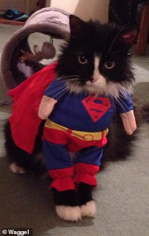 Vets Warn: Cat's Superman Costume Causes Fire Panic