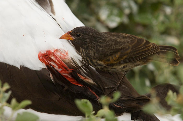Do you know the coolest vampire animals?