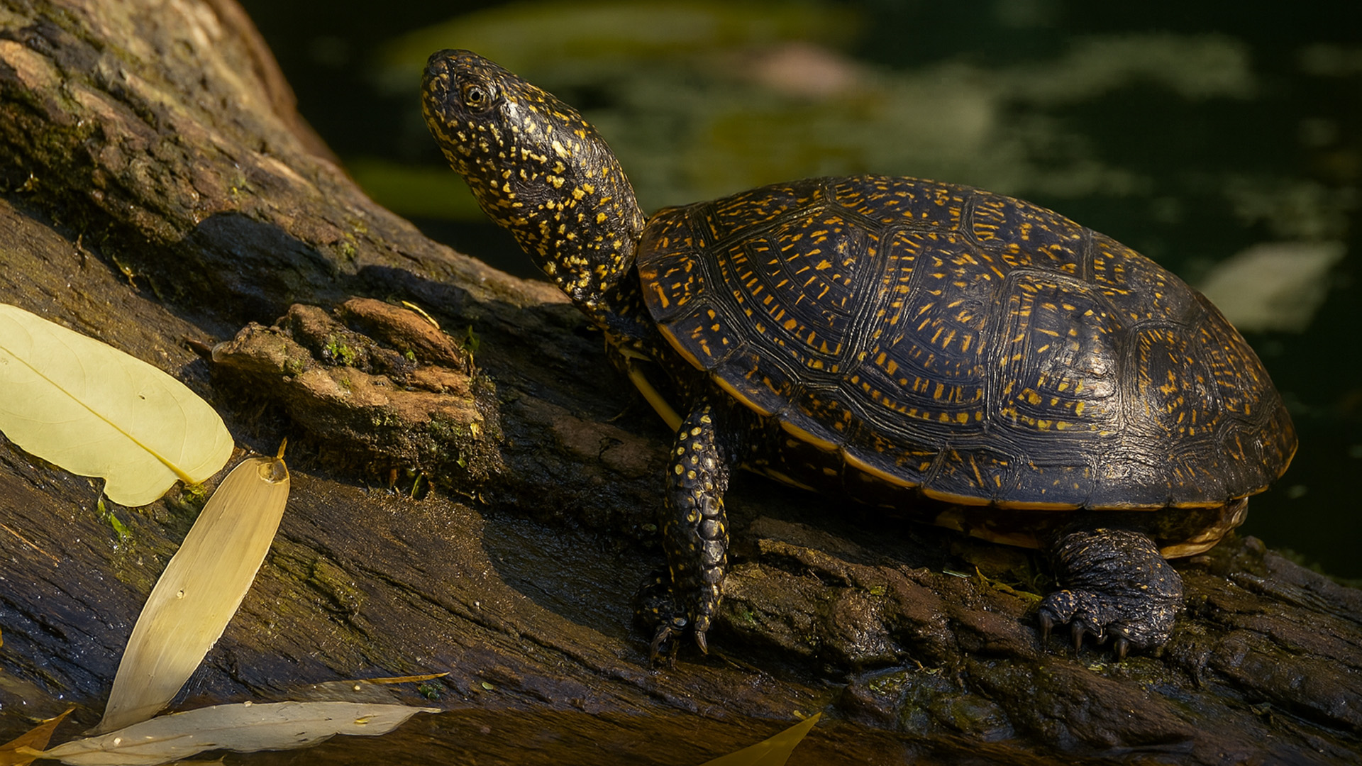 Comment la tortue passe son temps