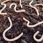 This "Earthworm Cake" Looks Gross but Tastes Amazing: Perfect for Halloween Parties
