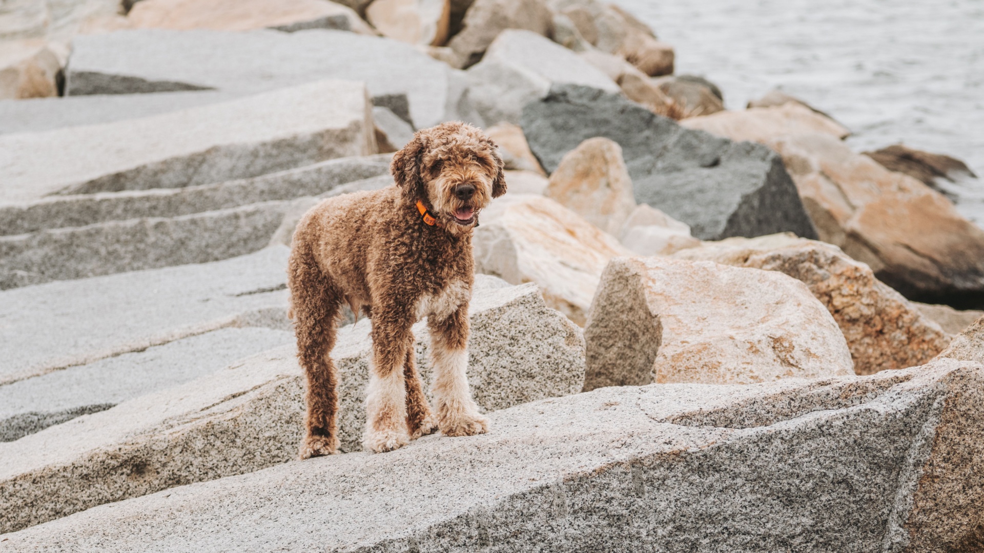 7 Curly-Coated Dog Breeds, Including The Oldest And Rarest Retriever
