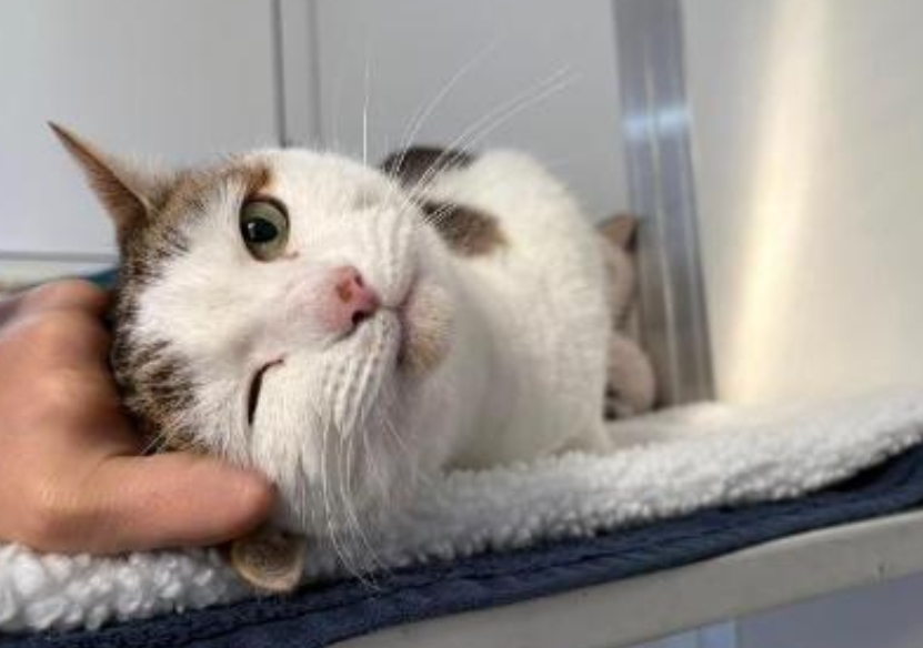 17 charming dogs and cats at Merseyside RSPCA centres searching for ...