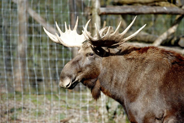 10 Fascinating Facts About Moose, Canada’s Most Iconic Animal