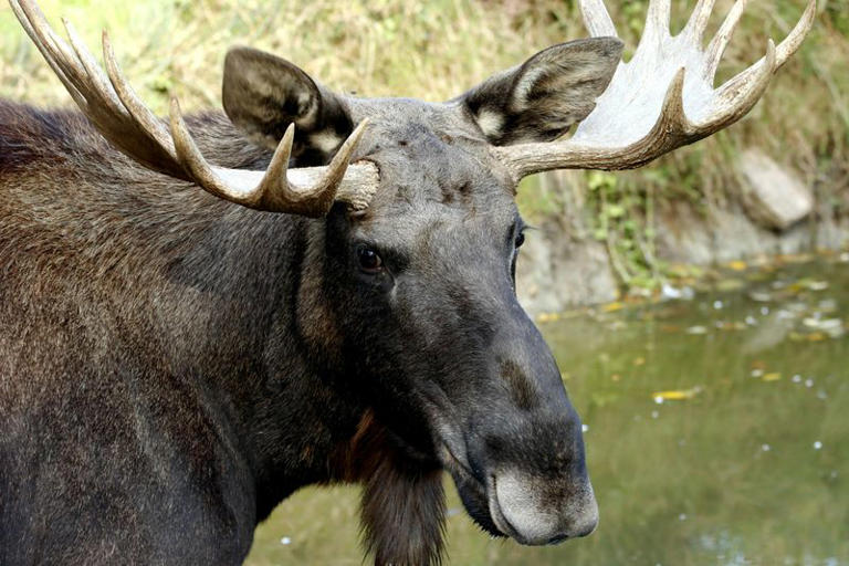 10 Fascinating Facts About Moose, Canada’s Most Iconic Animal
