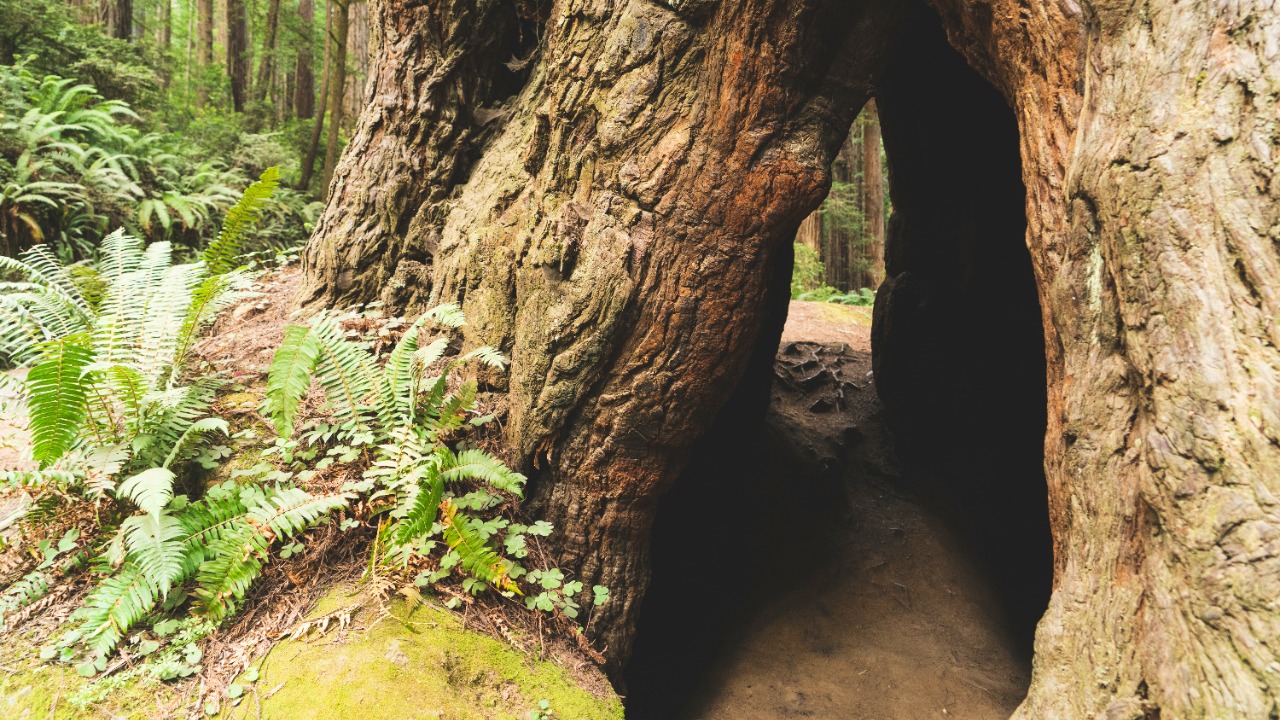 Ancient Americans moved a 5-ton tree over 100 miles to build a city