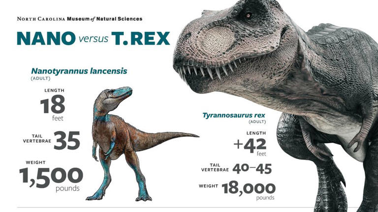 ‘Dueling dinosaurs’ fossil forces a radical rethink of T. rex remains