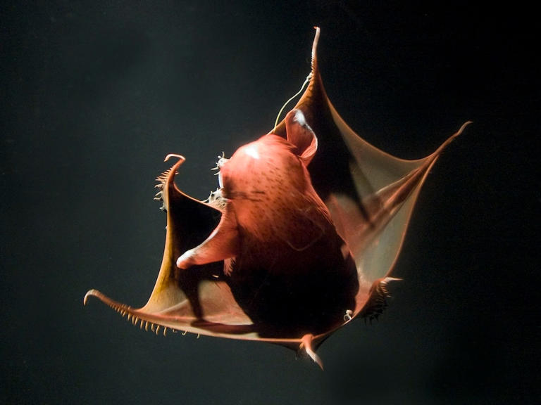 Do you know the coolest vampire animals?