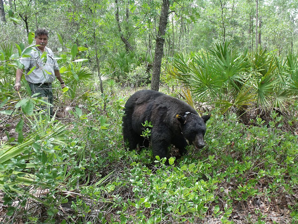 7 calibers that actually stop bears (what pros carry in 2026)