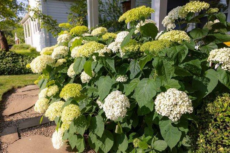 Expert urges gardeners to do 5 things to hydrangeas before frost strikes