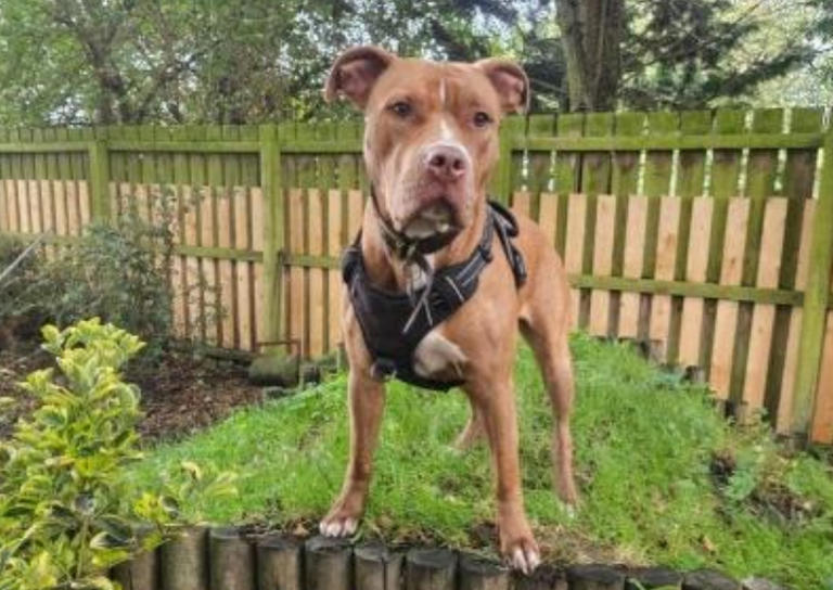 14 adorable dogs and cats at Merseyside RSPCA centres searching for ...