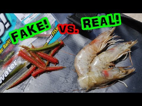 Which will catch more fish? Ep. 2 Berkley Gulp! Sandworm vs. frozen shrimp!