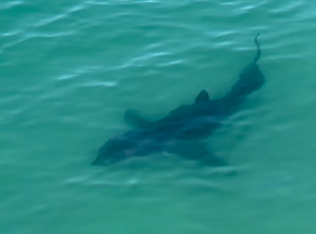 8ft Great White Shark Closes Beaches in Orange County (Video)