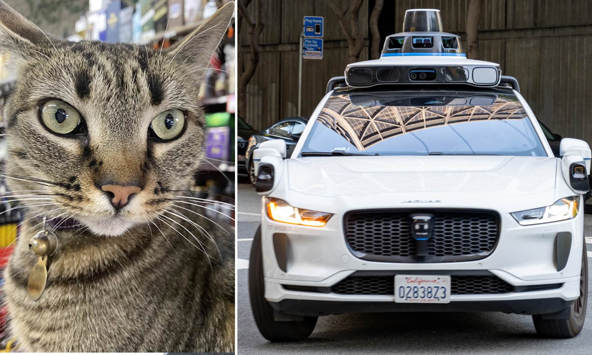 Outrage as Google-run driverless car flattens beloved tabby cat without ...