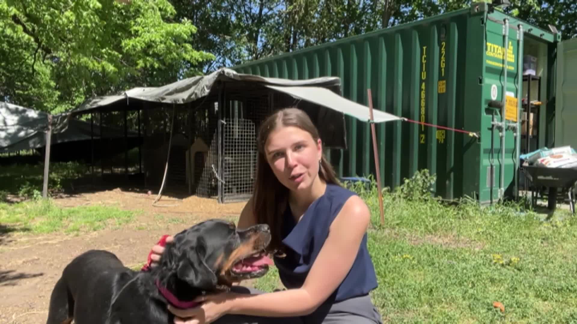 NSW animal shelter under pressure over number of abandoned Rottweilers