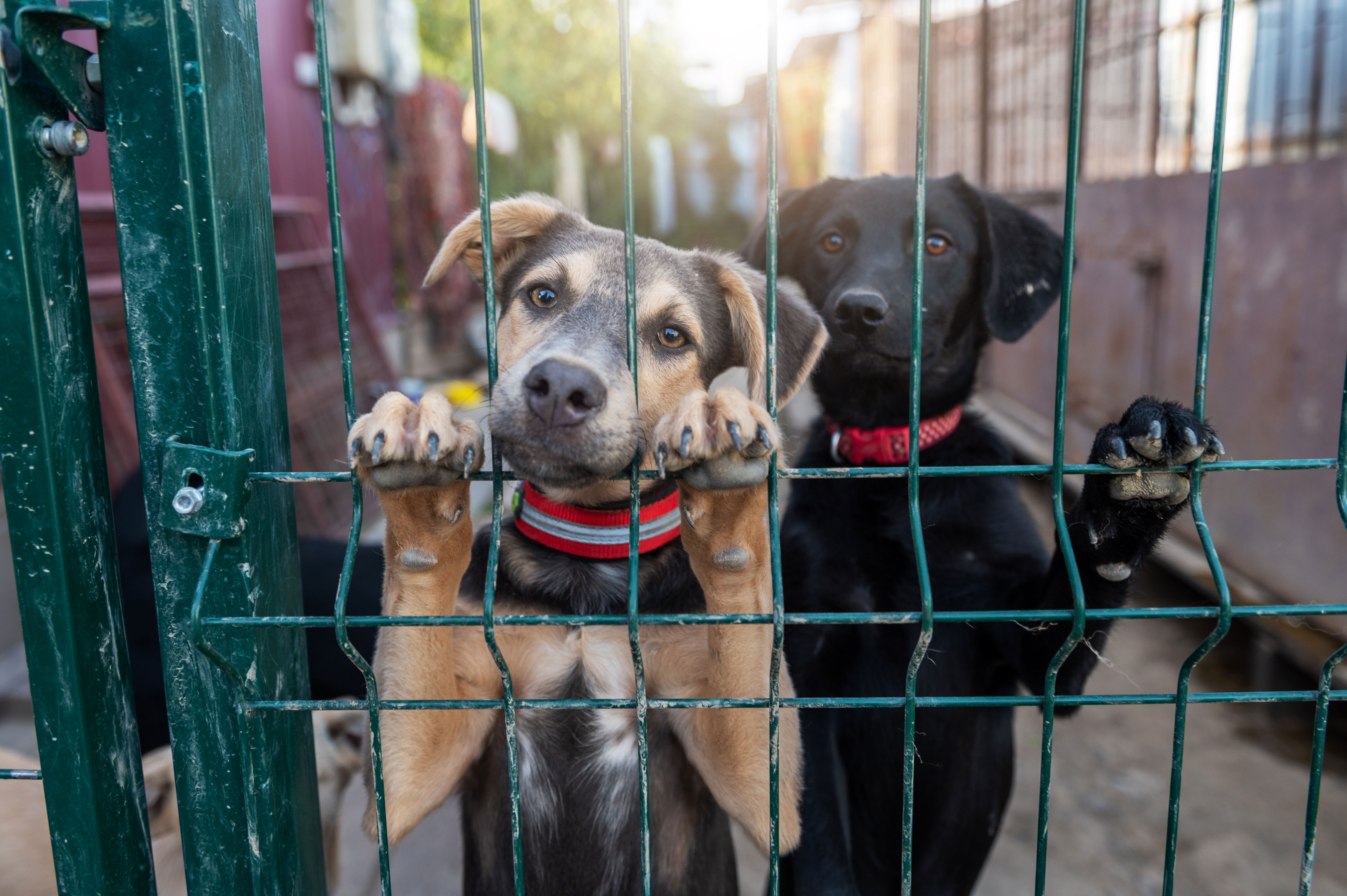 Michigan shelters urge adoptions as dogs wait for loving homes
