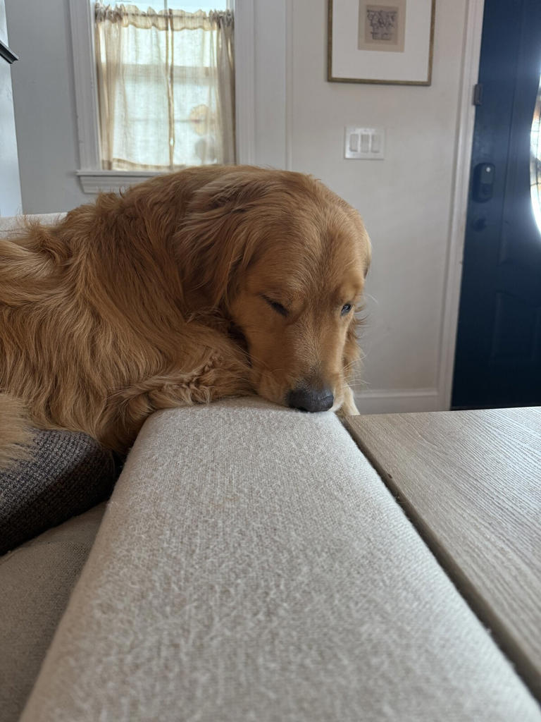 Overly Emotional Golden Retriever Lands A Special Role At His Parents