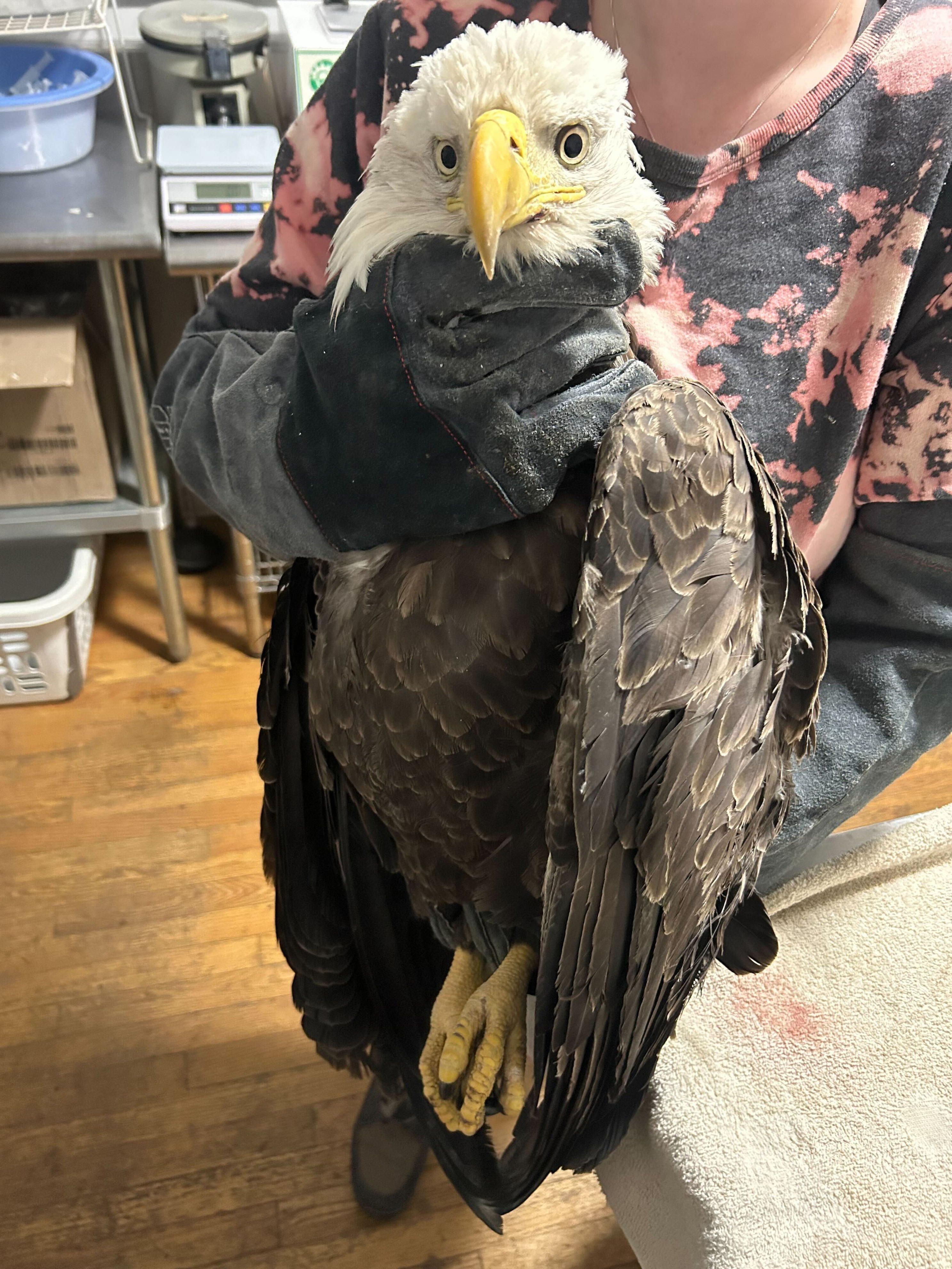 Three Bald Eagles brought to Southwest Virginia Wildlife Center raise