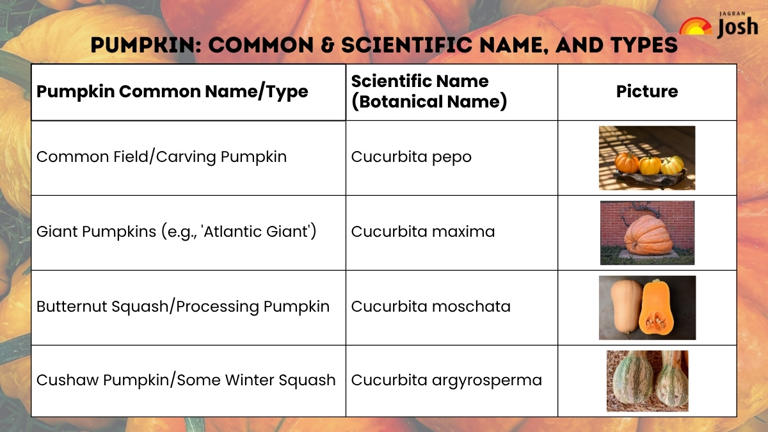What is the Scientific Name for Pumpkin?
