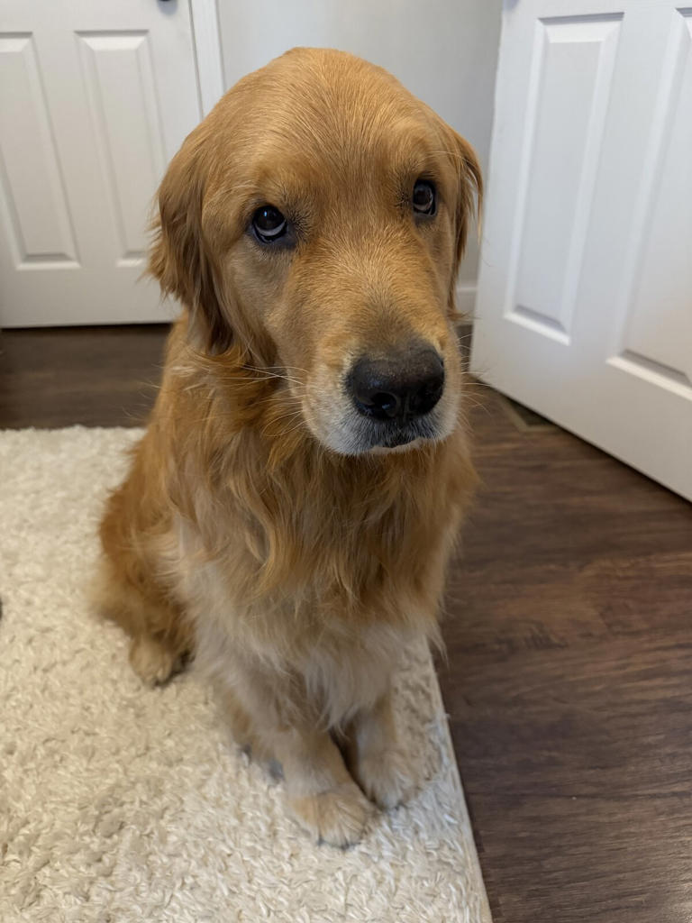 'Overly Emotional' Golden Retriever Lands A Special Role At His Parents ...