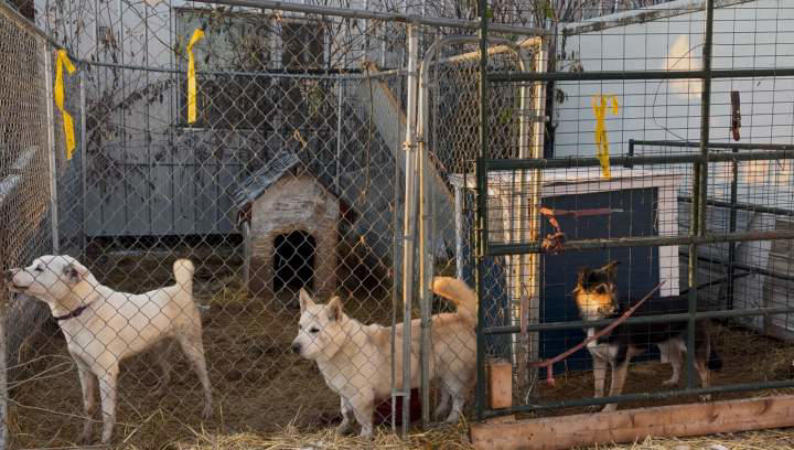 Animal rescue groups seize hundreds of animals from 2 northern Alberta ...