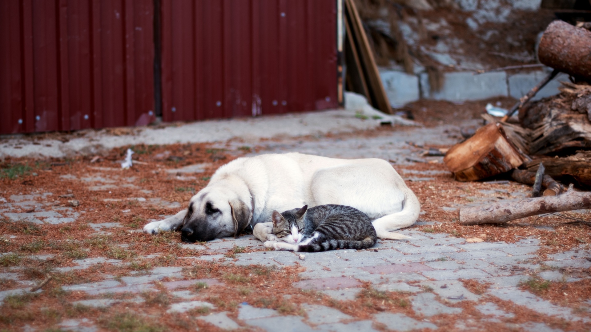 How To Safely Help A Stray Cat Or Dog You Find On The Street