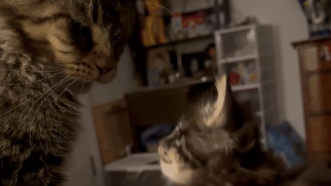 Hilarious Squawking Kitten Tries to Tell Big Cat Who's Boss