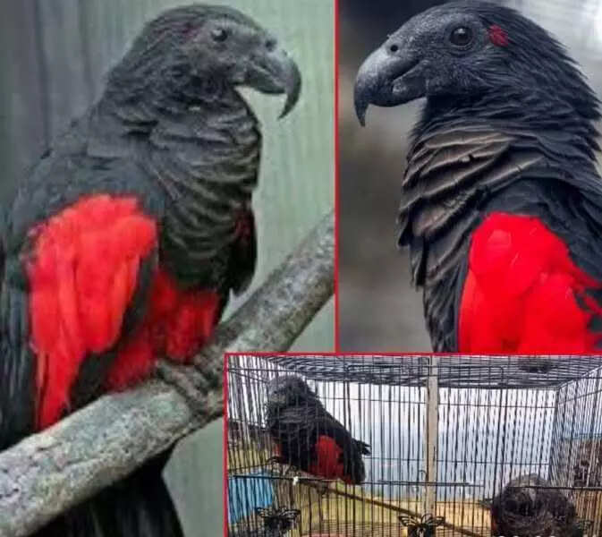 Pesquet’s Parrot stolen from zoo in Aizawl