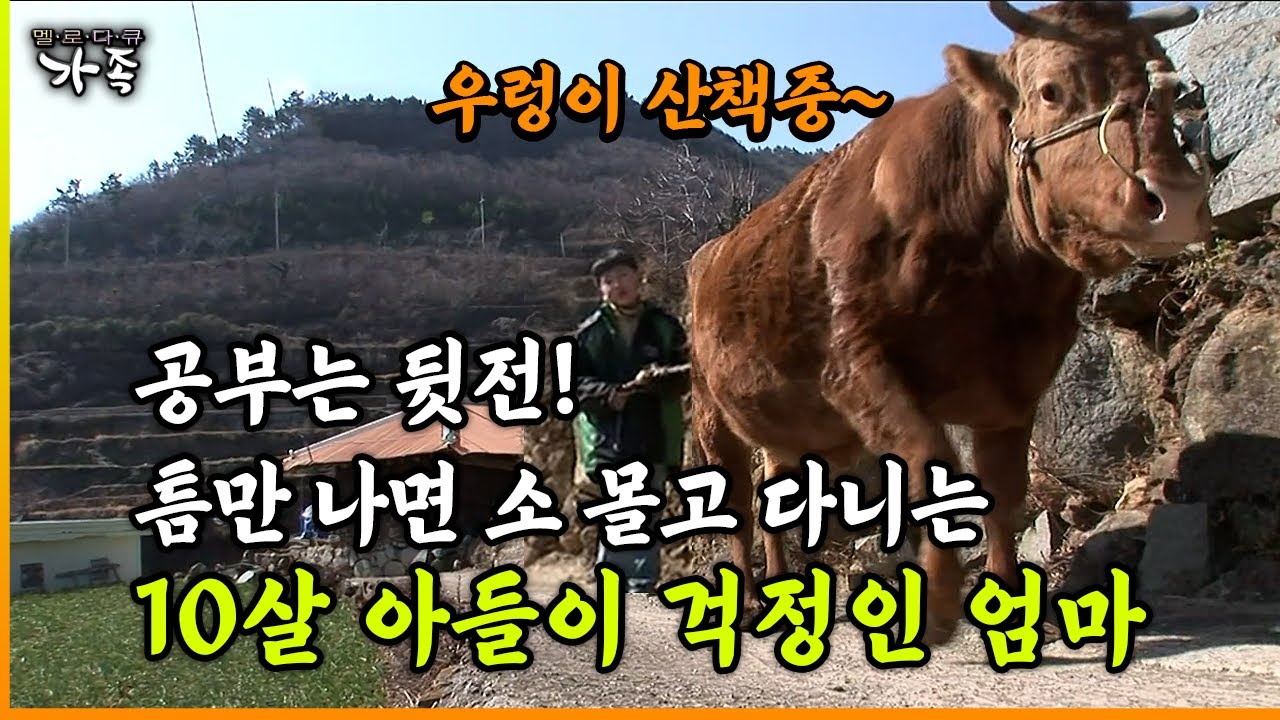 [다큐 ‘가족’ 57회 ①] 공부는 뒷전! 틈만 나면 소 몰고 다니는 10살 아들이 걱정인 엄마