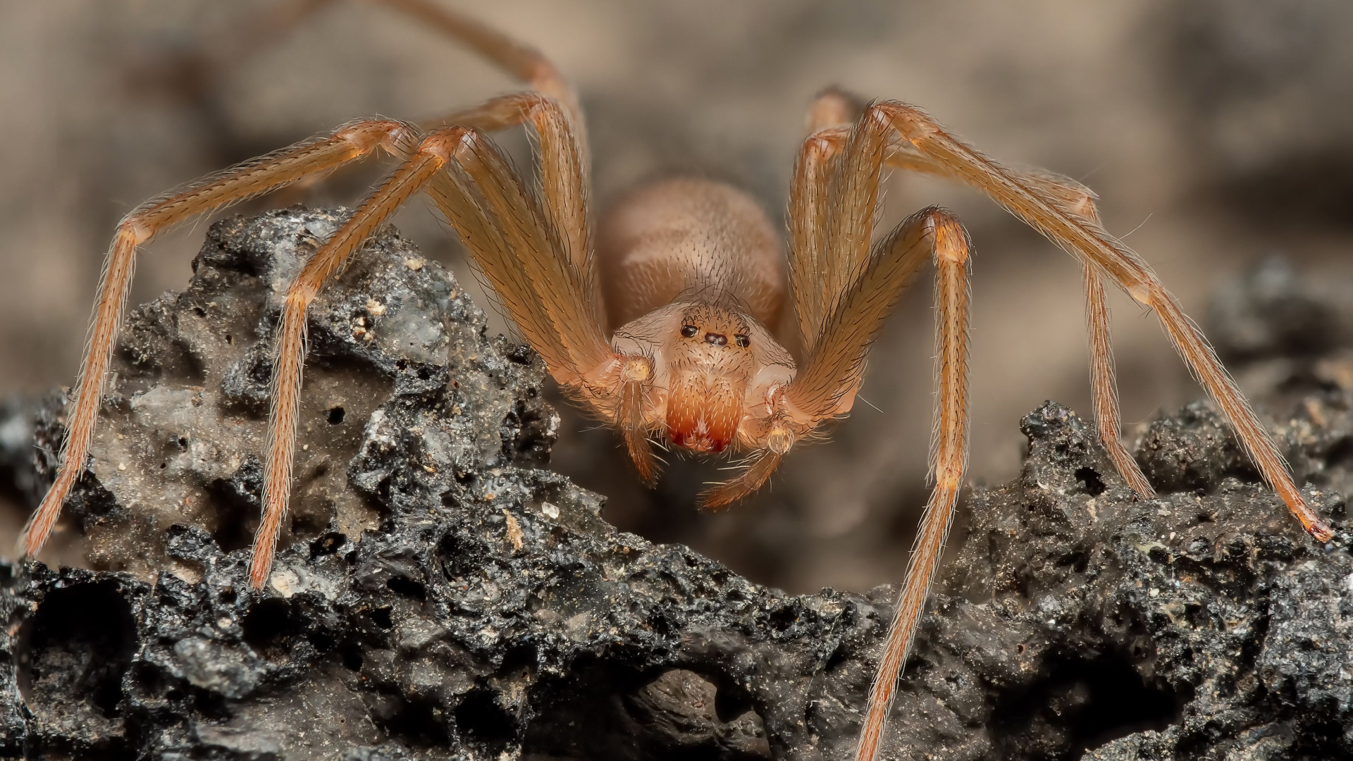 The Most Lethally Venomous Spiders And Where They’re Lurking In North ...