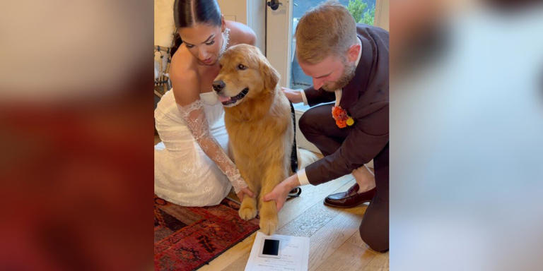 'Overly Emotional' Golden Retriever Lands A Special Role At His Parents ...