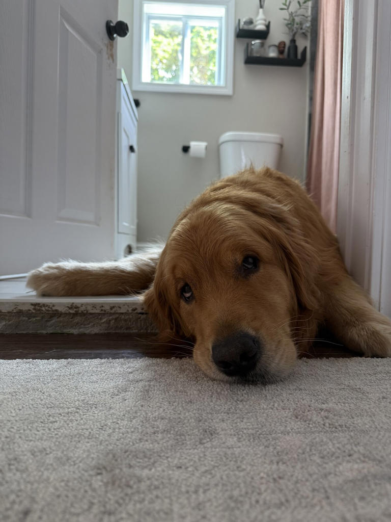 Overly Emotional Golden Retriever Lands A Special Role At His Parents
