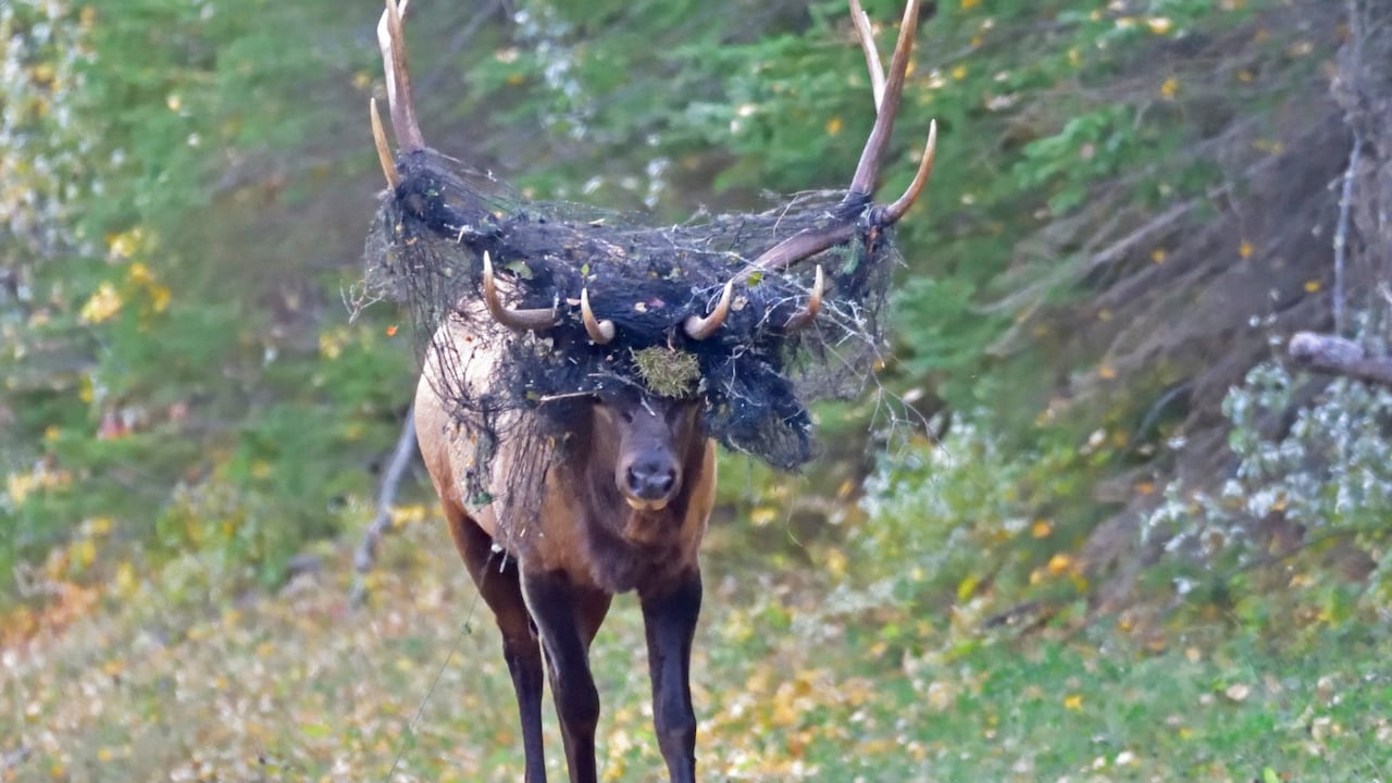 Parks Canada asks people to keep their distance from elk after multiple ...