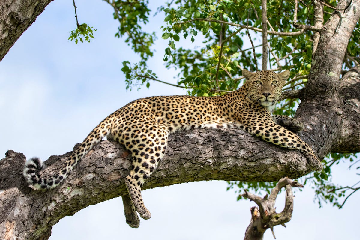 Le léopard refait surface en Côte d’Ivoire