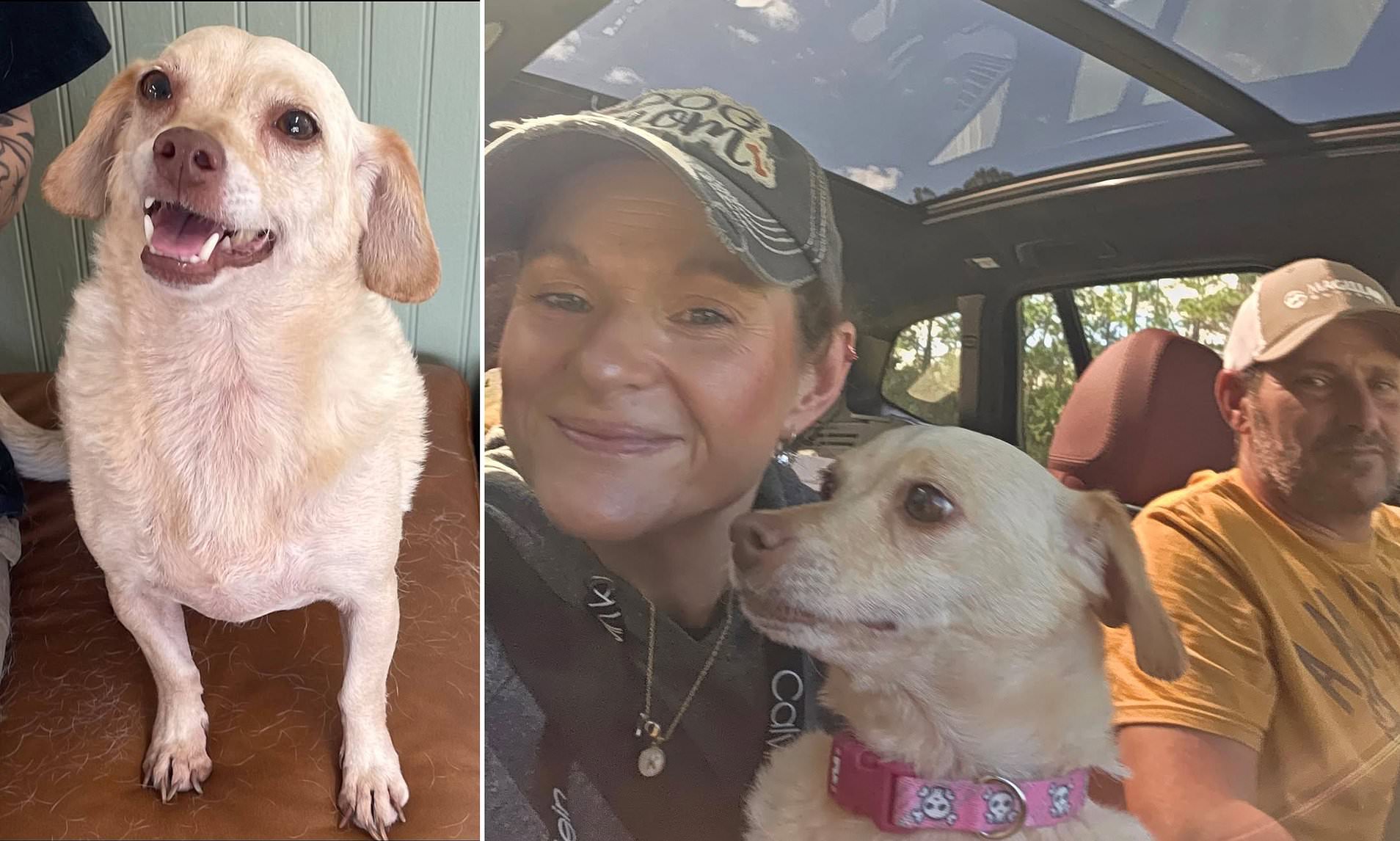 Chihuahua who went missing five years ago finally found hundreds of ...