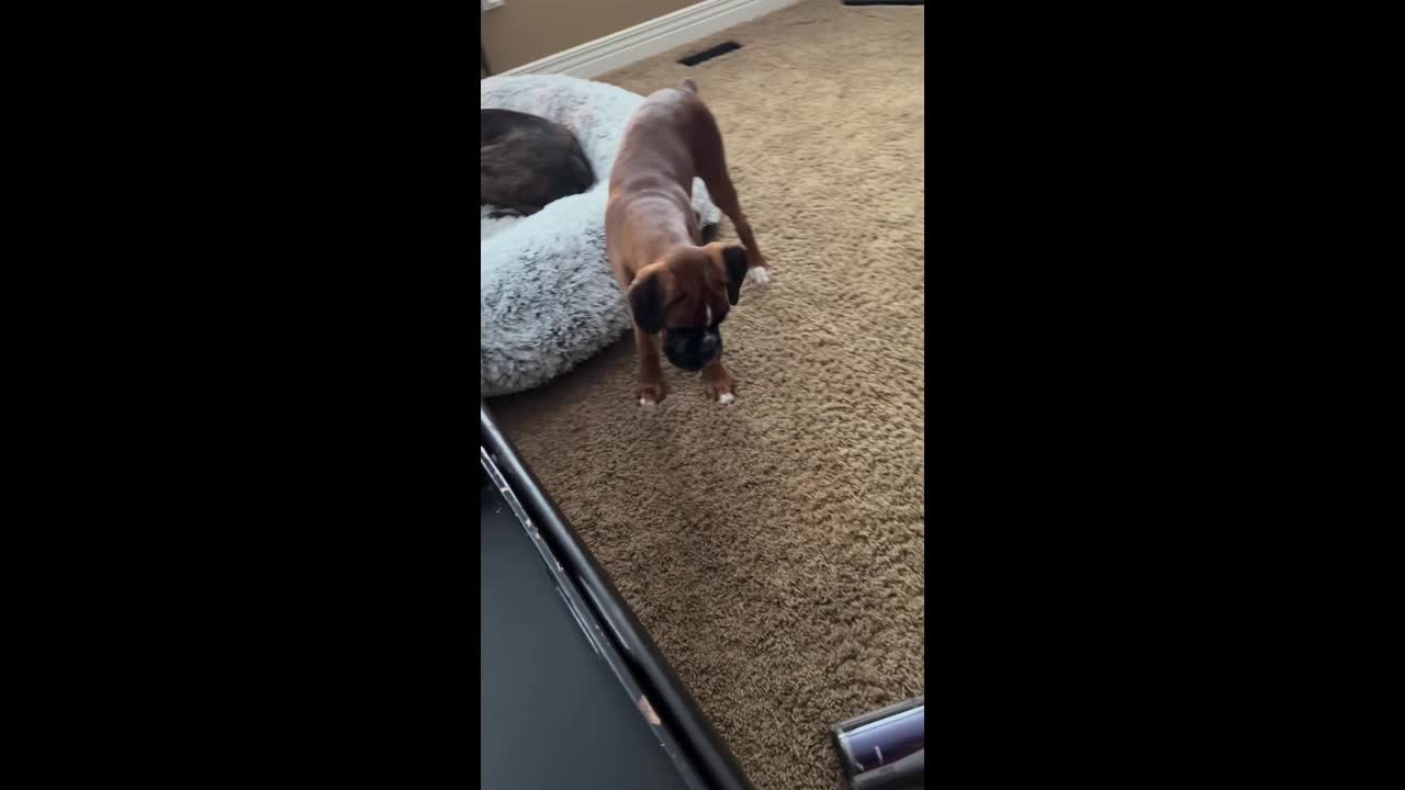 Boxer dogs react to vacuum in Dorchester, Ontario, Canada