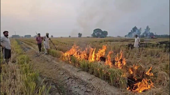 Stubble burning cases: 43 officials issued show-cause notice in Sangrur ...