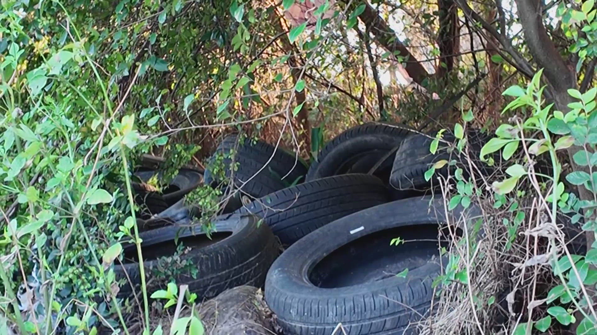 Neighbors say illegal dumping and overgrowth making life miserable in ...
