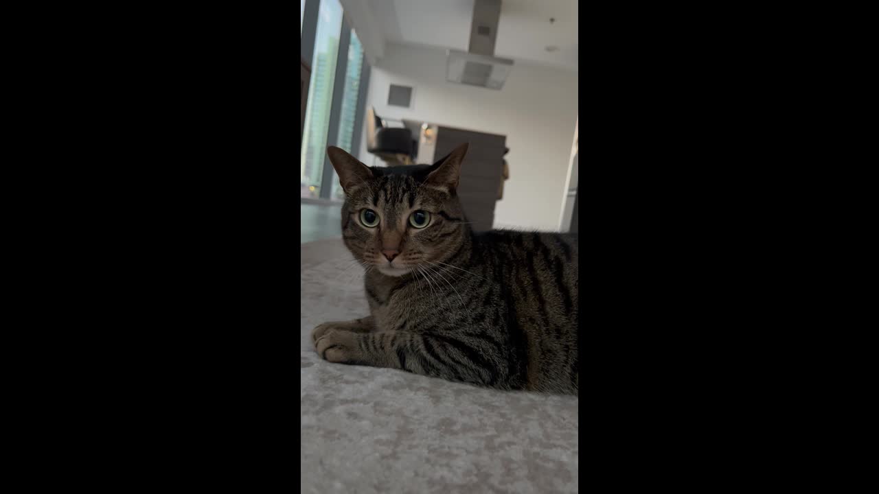 “Meow-tain” of laughs—TikTok trend of telling cats jokes hits 5M views