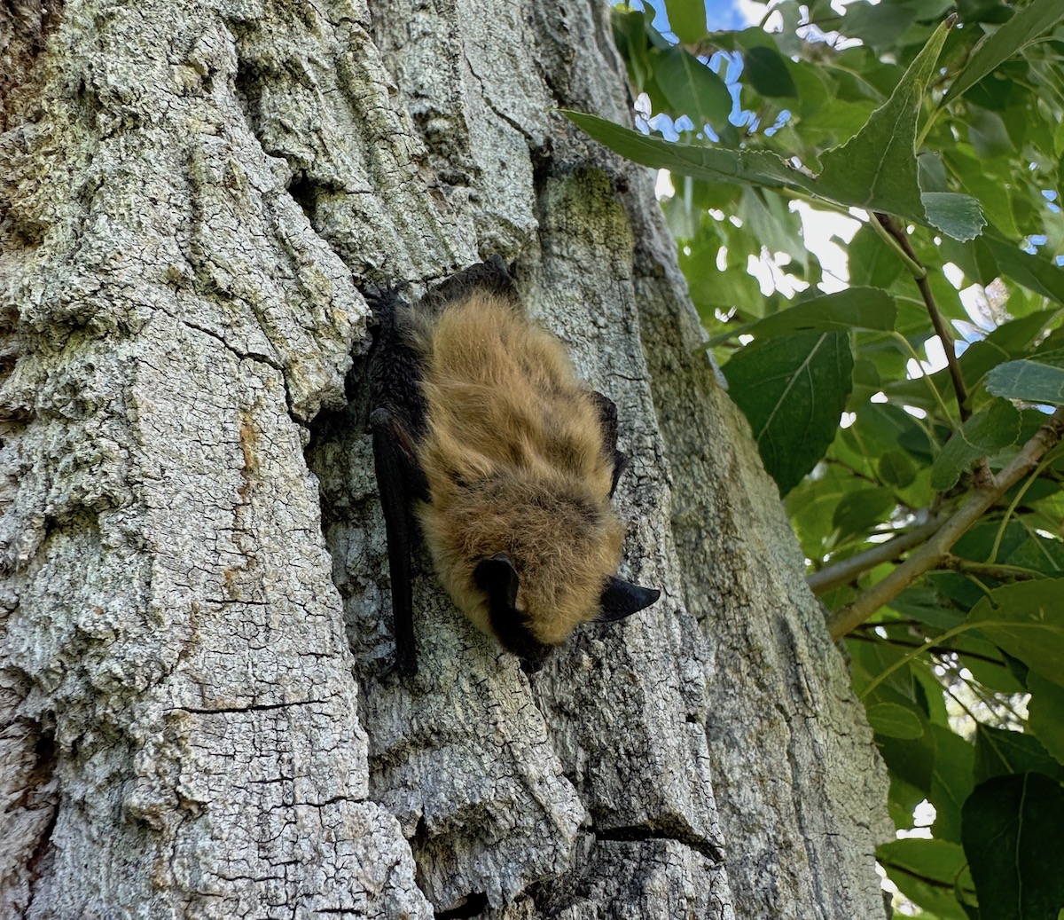 Spooky or just misunderstood? Wyoming's wide variety of bats are mostly ...