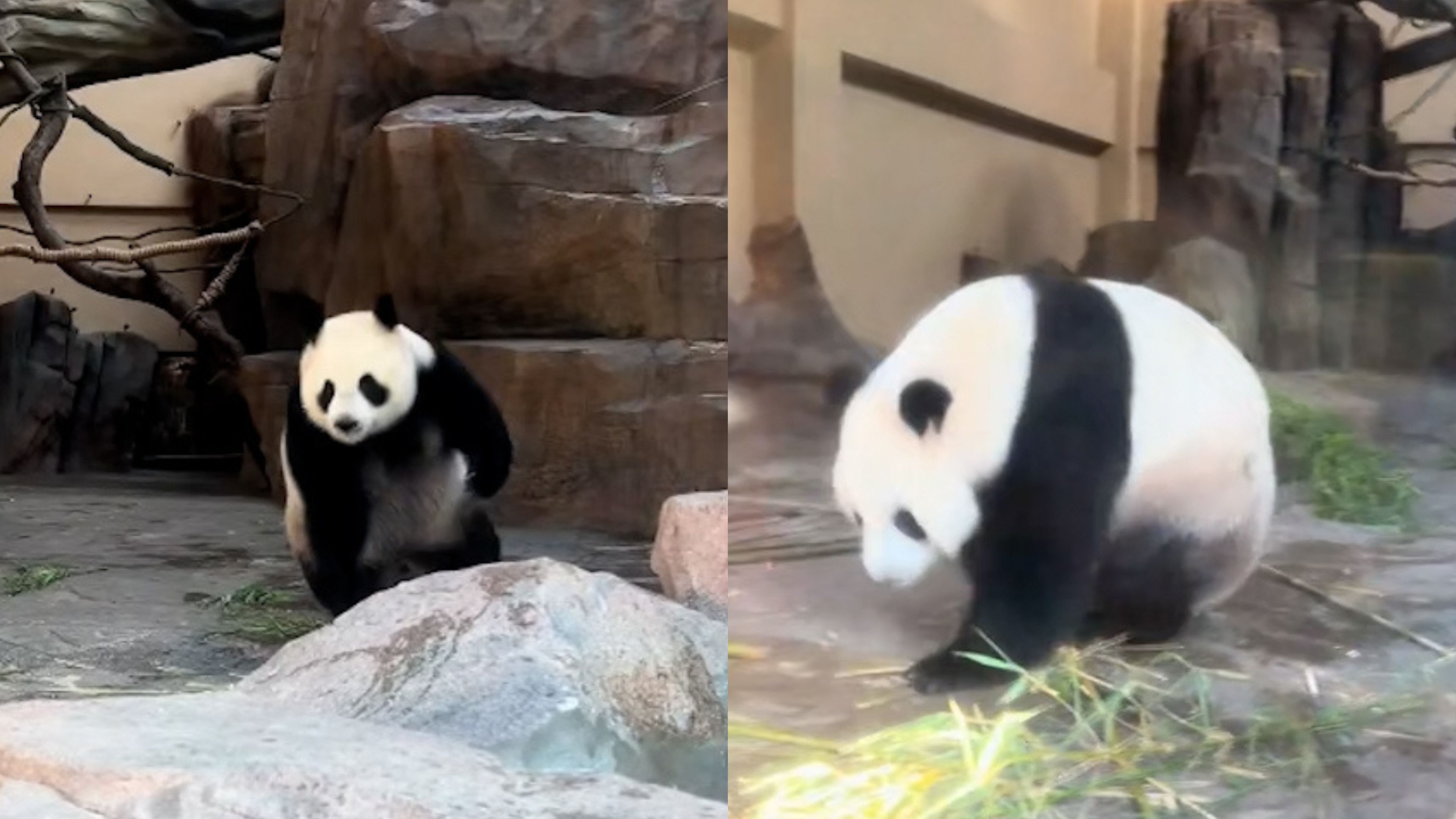 Adorable panda roly-polys around its enclosure