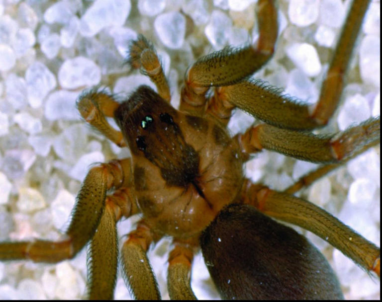 Alabama's most venomous spider is active now. Here's where it hides