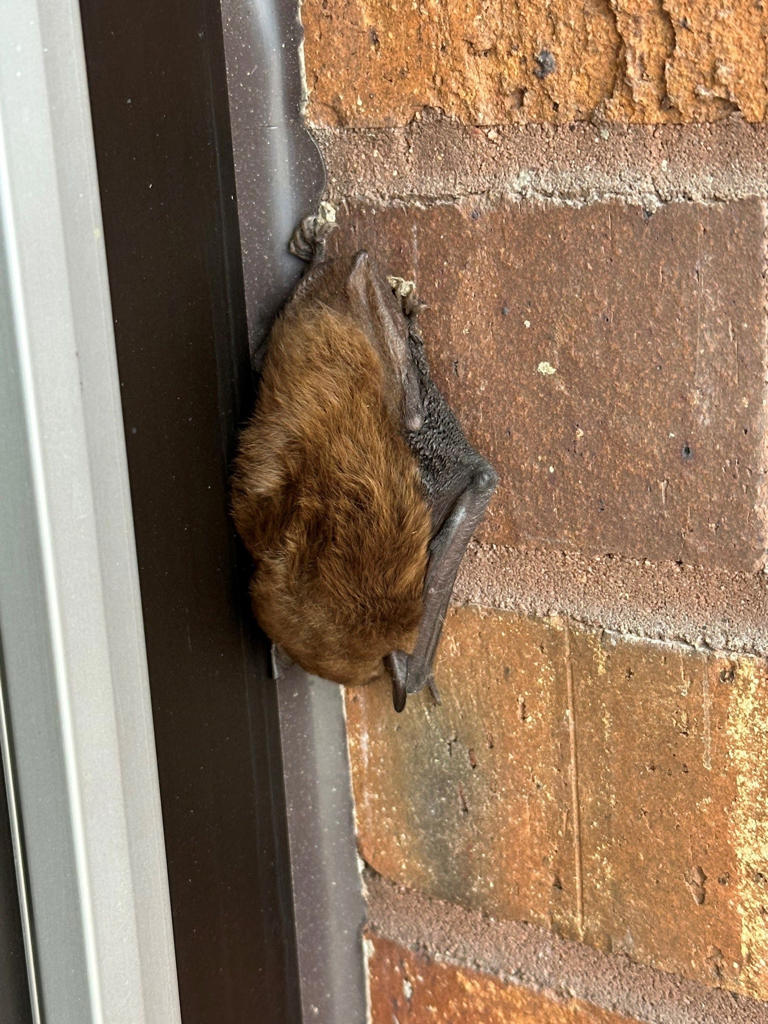 Bat behavior is still a mystery. UW-Madison's 'Bat Brigade' helps ...