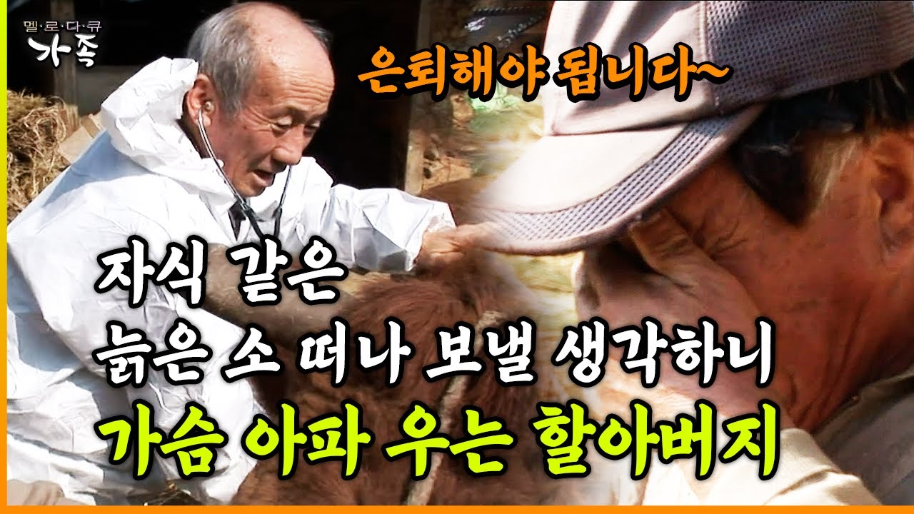 [다큐 ‘가족’ 57회 ⑤] 자식 같은 늙은 소 떠나 보낼 생각하니 가슴 아파 우는 할아버지