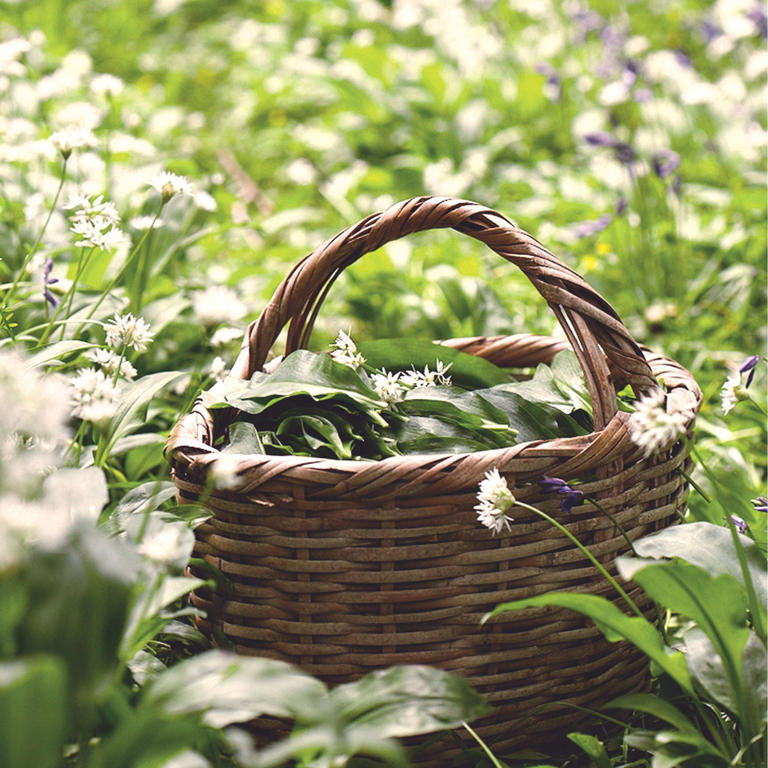 Don't plant these invasive bulbs in your garden, warn experts – they'll ...