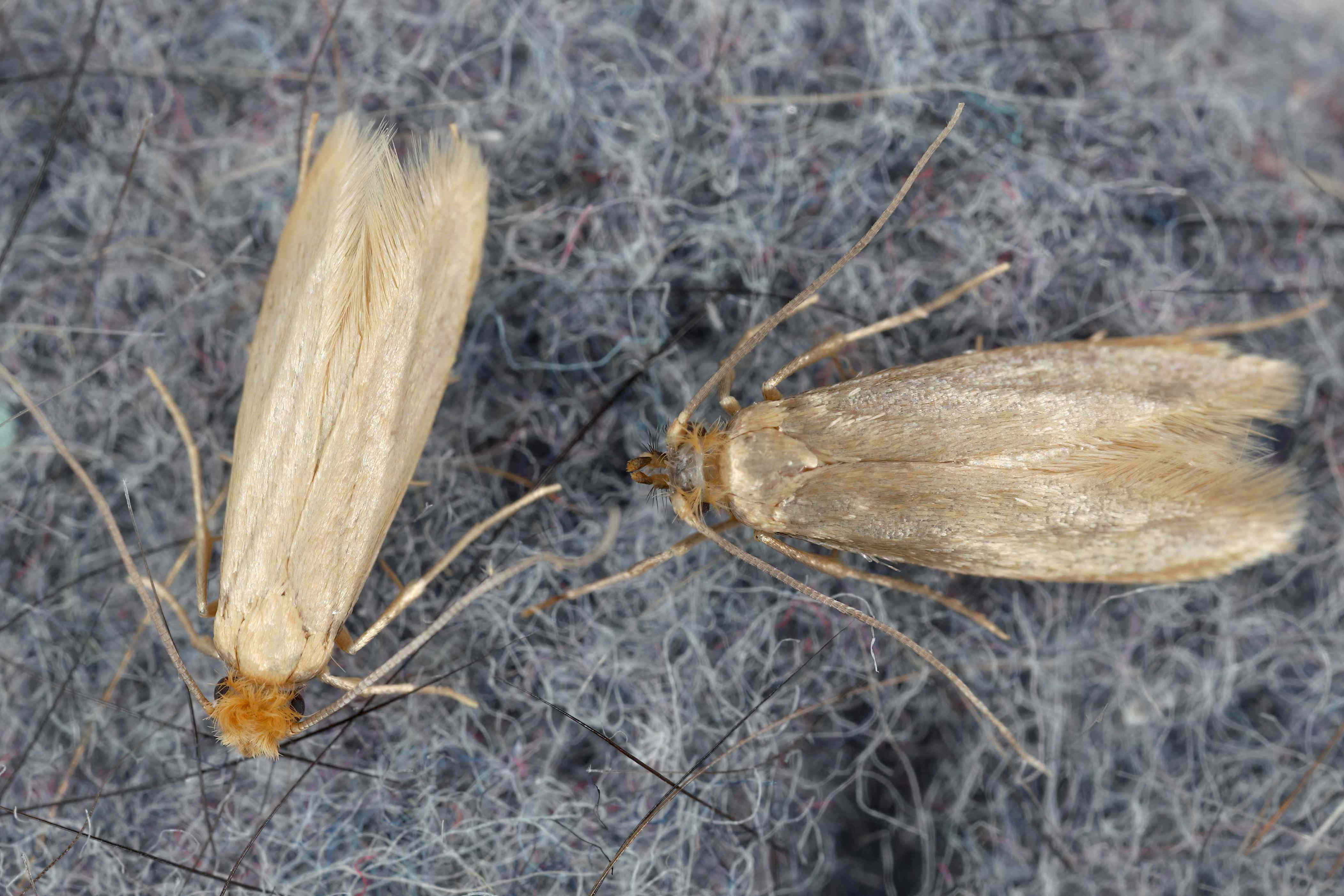 How to get rid of closet moths before they ruin your clothes