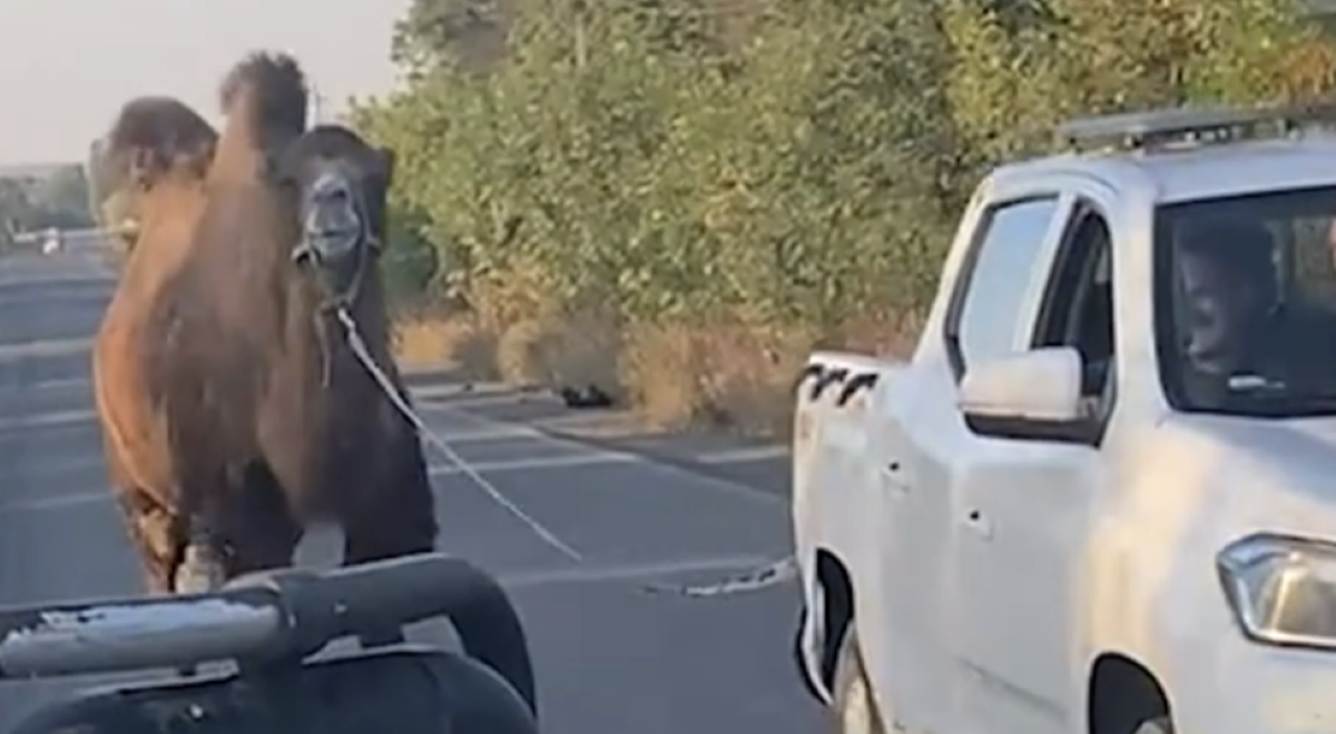 Putin’s ‘war camel’ rescued by Ukrainian troops