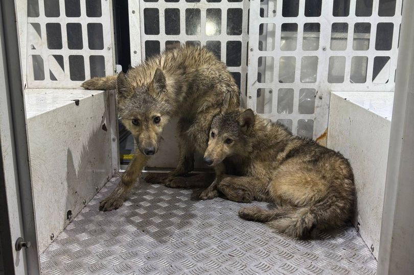 Rescuers issue new statement after three wolves captured roaming town