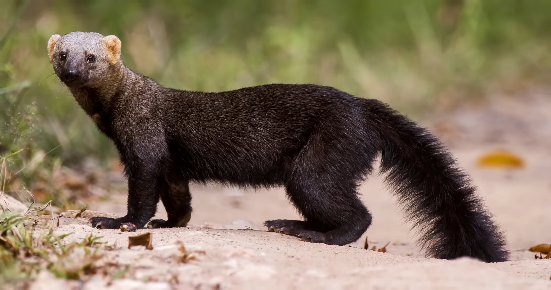 Tayra: South America’s Boldest and Most Mysterious Carnivore