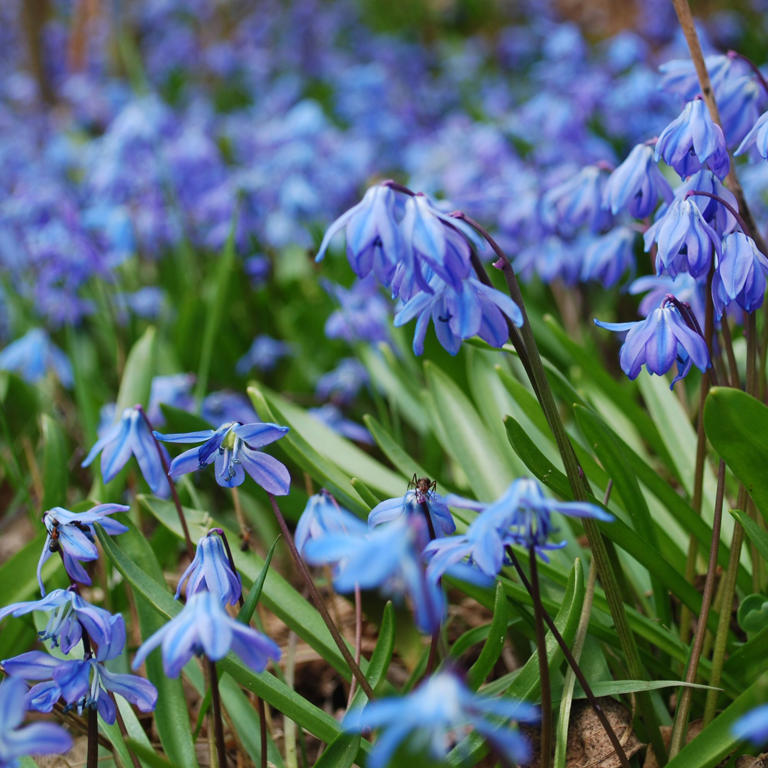 Don't plant these invasive bulbs in your garden, warn experts – they'll ...